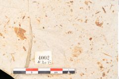 Foto (Detailansicht) von Myrica lignitum Unger (NHMW-GEO-2024-0188-4002)